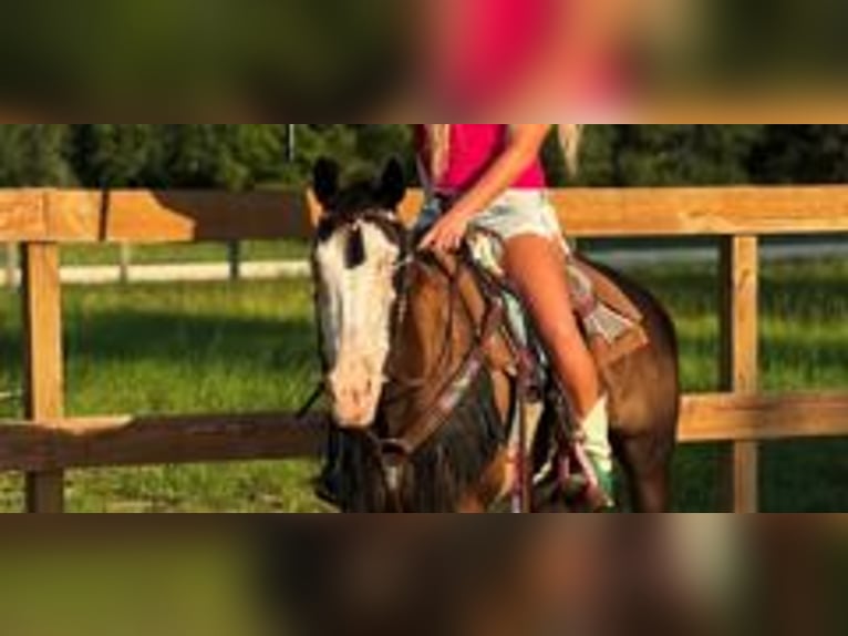 American Paint Horse Giumenta 19 Anni 142 cm Tobiano-tutti i colori in Bronson