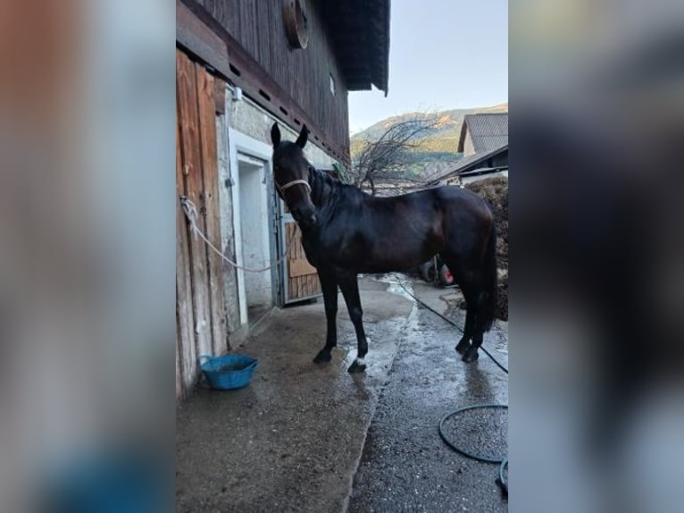 American Paint Horse Giumenta 19 Anni 163 cm Baio scuro in Paternion