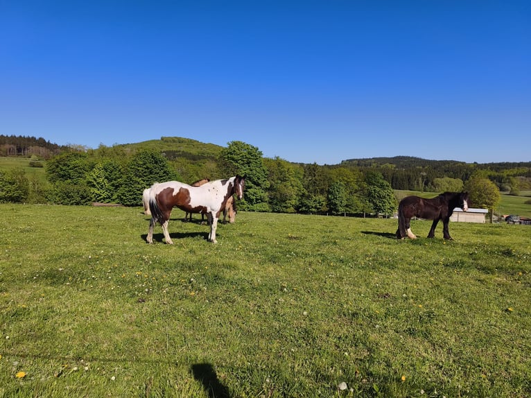 American Paint Horse Giumenta 19 Anni Overo-tutti i colori in Berreldorf