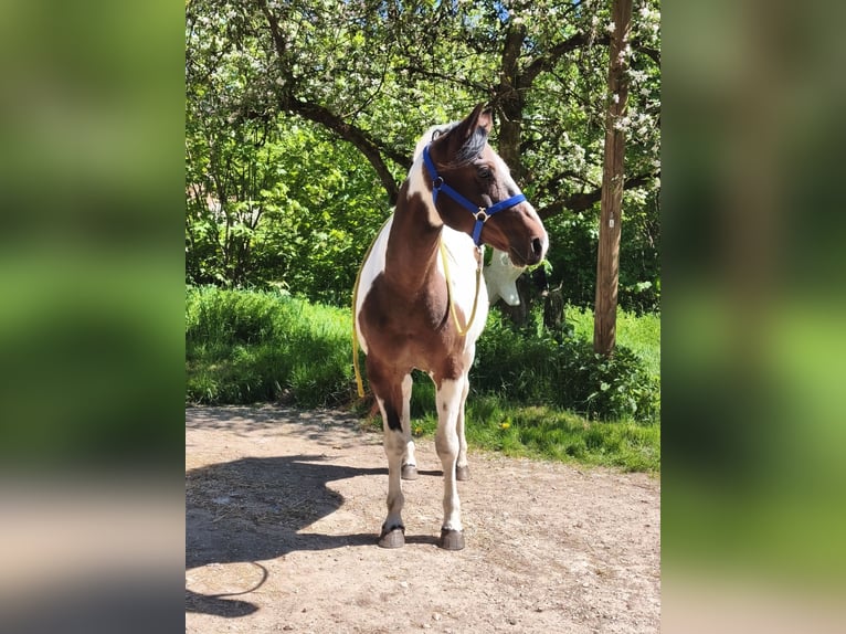 American Paint Horse Giumenta 19 Anni Overo-tutti i colori in Berreldorf
