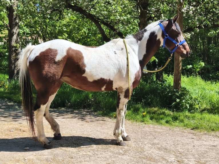 American Paint Horse Giumenta 19 Anni Overo-tutti i colori in Berreldorf