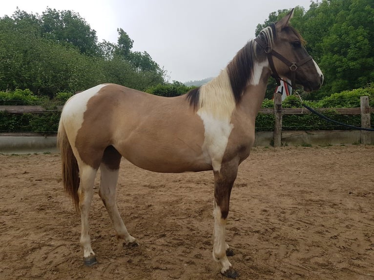 American Paint Horse Giumenta 1 Anno 140 cm Grullo in Abaltzisketa