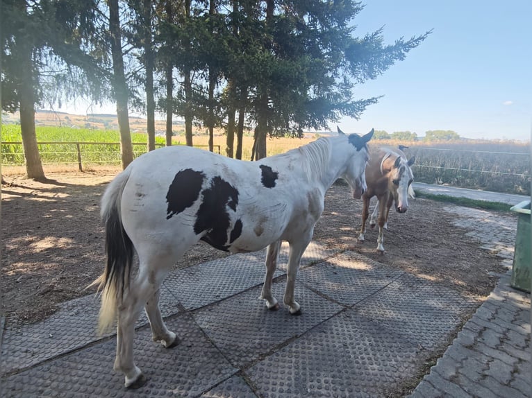 American Paint Horse Mix Giumenta 1 Anno 148 cm Pezzato in Klingenberg am Main