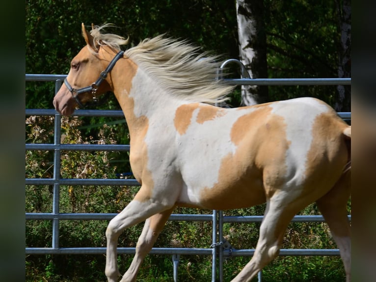 American Paint Horse Giumenta 1 Anno 150 cm Champagne in Obertaufkirchen