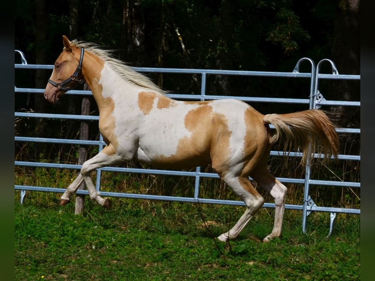 American Paint Horse Giumenta 1 Anno 150 cm Champagne in Obertaufkirchen