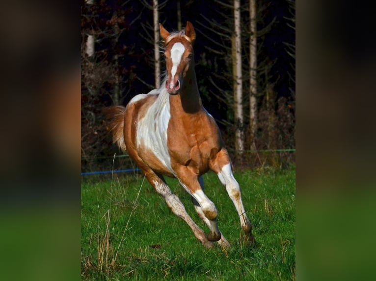 American Paint Horse Giumenta 1 Anno 150 cm Champagne in Obertaufkirchen