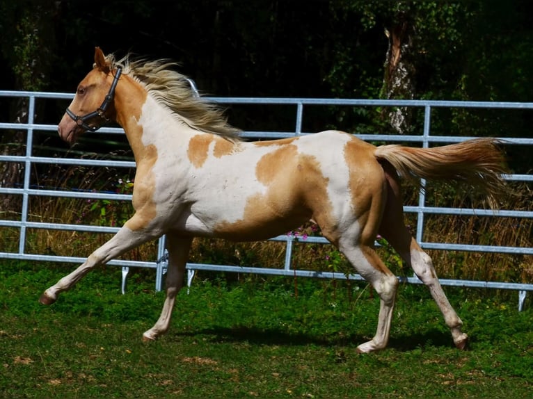 American Paint Horse Giumenta 1 Anno 150 cm Champagne in Obertaufkirchen