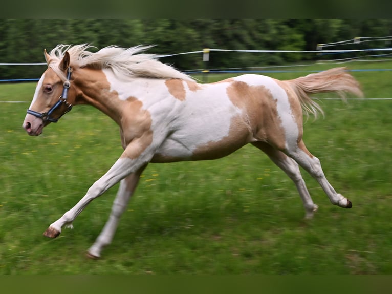 American Paint Horse Giumenta 1 Anno 150 cm Champagne in Obertaufkirchen