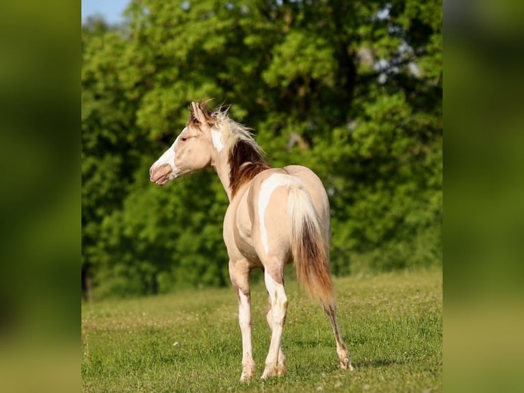 American Paint Horse Giumenta 1 Anno 150 cm Champagne in Pastetten