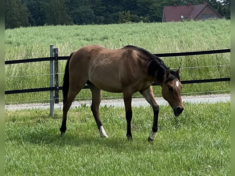 American Paint Horse Giumenta 1 Anno 150 cm Falbo in Emstek