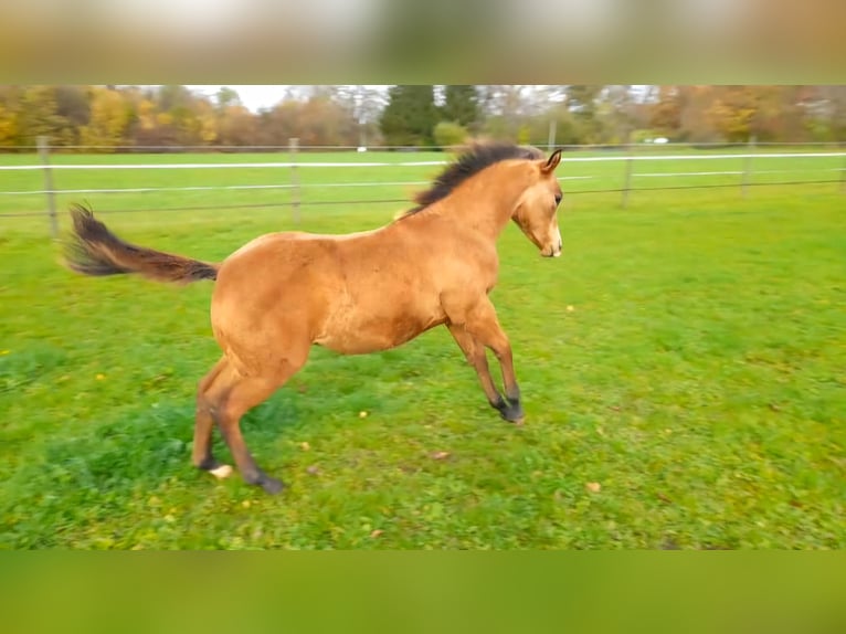 American Paint Horse Giumenta 1 Anno 150 cm Pelle di daino in Crailsheim