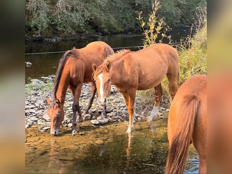 American Paint Horse Mix Giumenta 1 Anno 150 cm Red dun in Daleiden