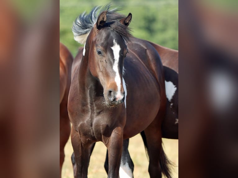 American Paint Horse Giumenta 1 Anno 150 cm Tobiano-tutti i colori in Hellenthal
