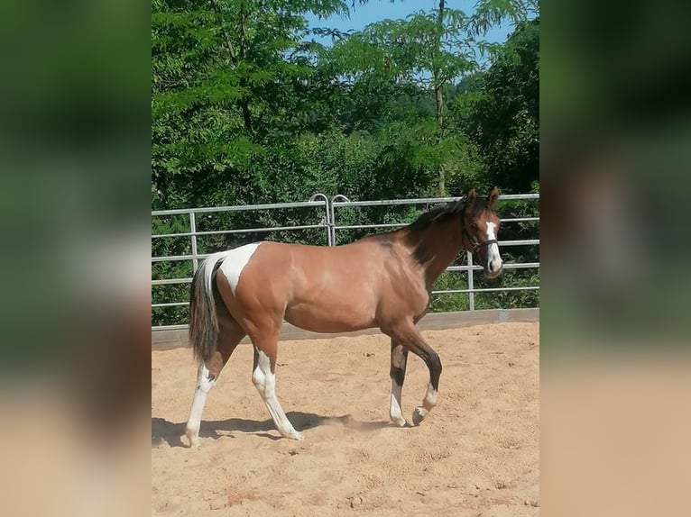 American Paint Horse Giumenta 1 Anno 150 cm Tobiano-tutti i colori in Ahorn