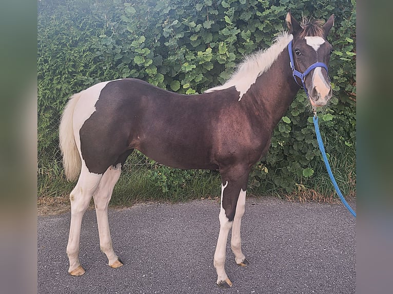 American Paint Horse Giumenta 1 Anno 150 cm Tobiano-tutti i colori in Neukirchen bei Lambach