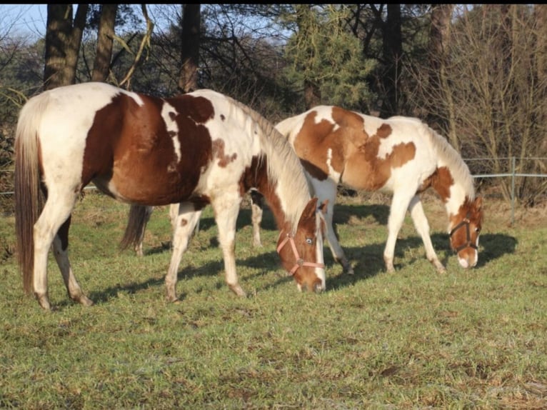 American Paint Horse Giumenta 1 Anno 152 cm Red dun in UELSEN