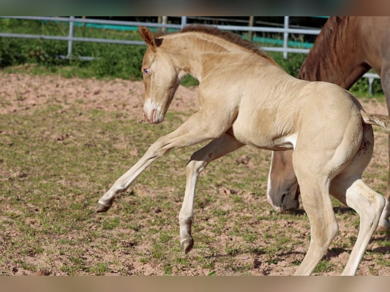 American Paint Horse Giumenta 1 Anno 153 cm Champagne in Hellenthal
