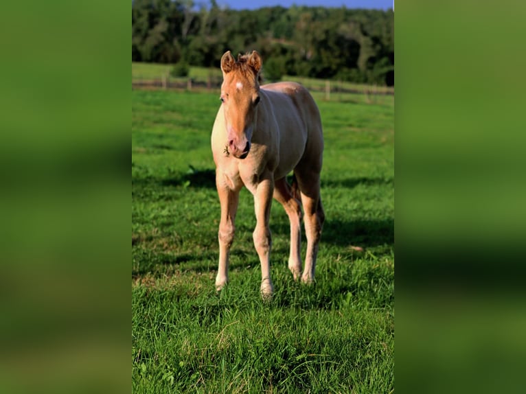 American Paint Horse Giumenta 1 Anno 153 cm Champagne in Hellenthal