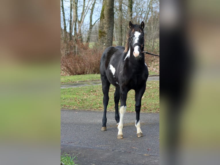 American Paint Horse Giumenta 1 Anno 153 cm Overo-tutti i colori in Hellenthal