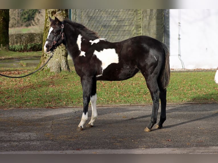 American Paint Horse Giumenta 1 Anno 153 cm Overo-tutti i colori in Hellenthal