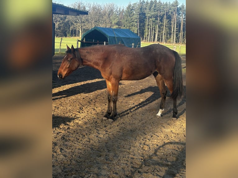 American Paint Horse Mix Giumenta 1 Anno 155 cm Baio in Soltau