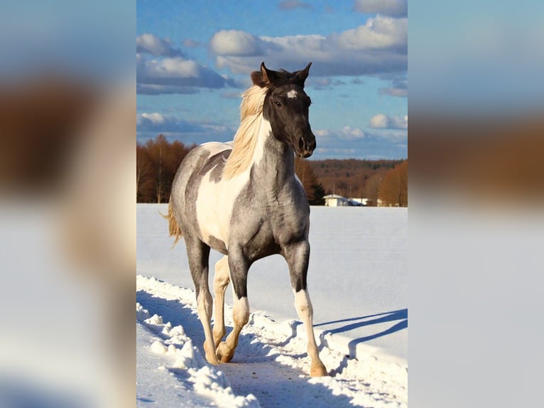 American Paint Horse Giumenta 1 Anno 155 cm Roano blu in Děčín