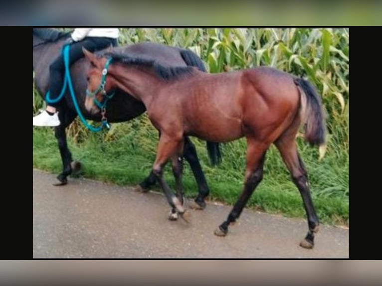American Paint Horse Giumenta 1 Anno 160 cm Baio in Langenau