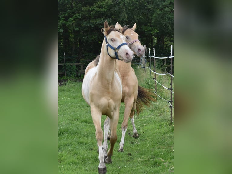 American Paint Horse Giumenta 1 Anno 160 cm Champagne in Ascheberg