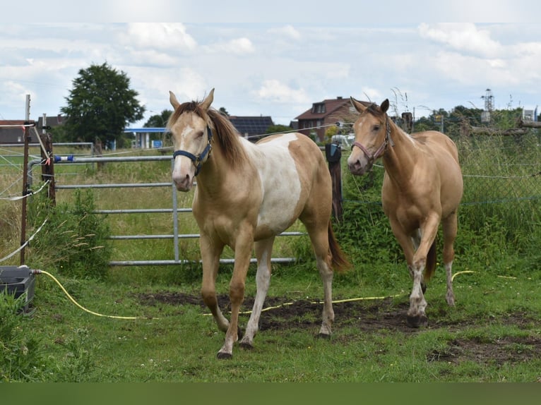 American Paint Horse Giumenta 1 Anno 160 cm Champagne in Ascheberg