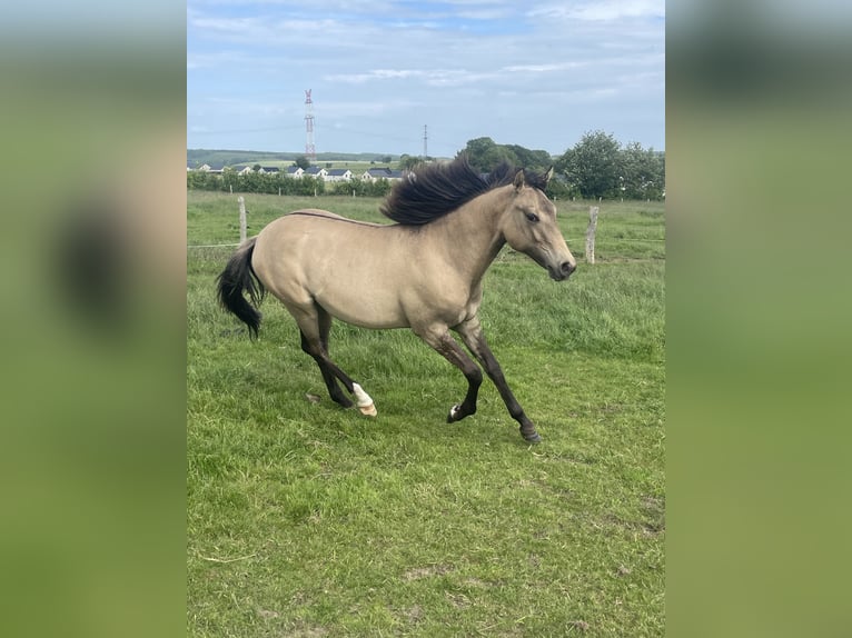 American Paint Horse Mix Giumenta 1 Anno 160 cm Falbo in Bastogne