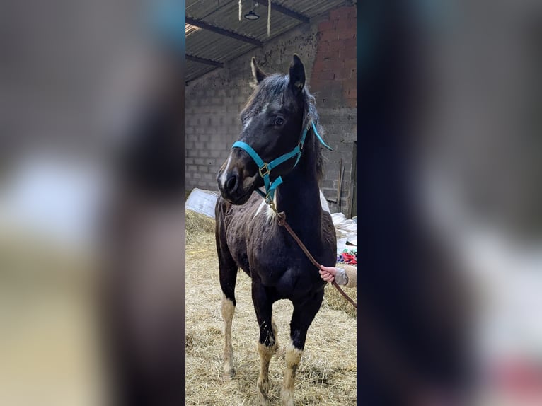 American Paint Horse Giumenta 1 Anno 160 cm Tobiano-tutti i colori in Valence d'albigeois