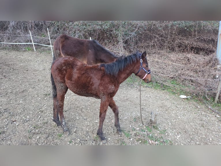 American Paint Horse Giumenta 1 Anno Baio in Grimacco