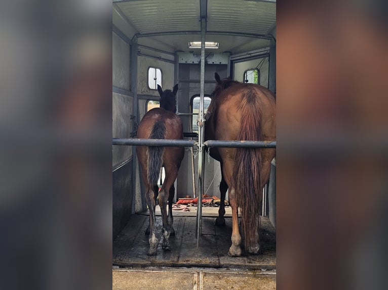 American Paint Horse Giumenta 1 Anno Baio in Grünow