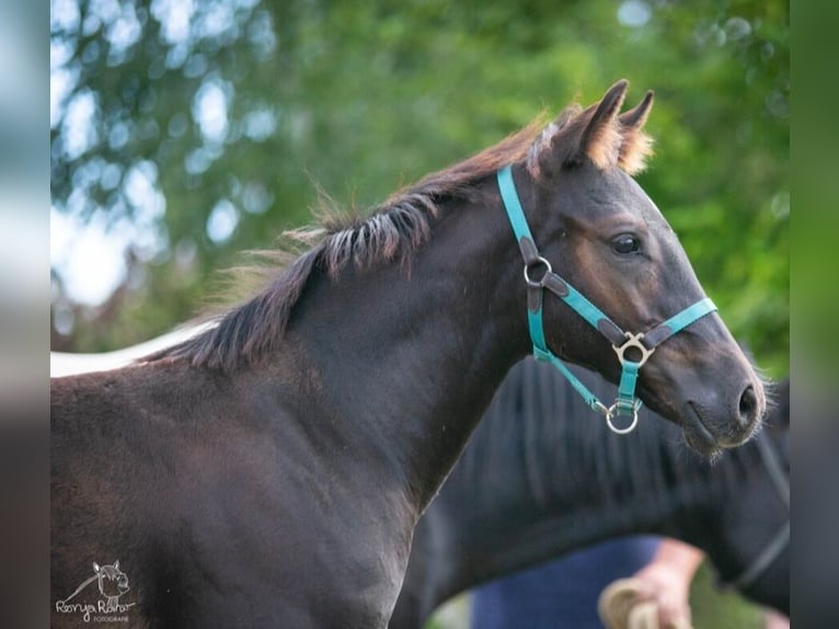 American Paint Horse Giumenta 1 Anno in Danstedt