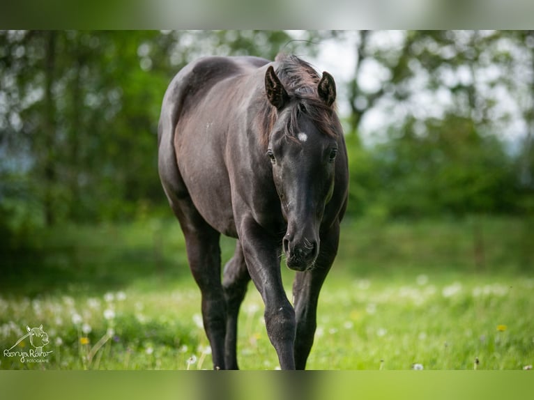 American Paint Horse Giumenta 1 Anno  in Danstedt