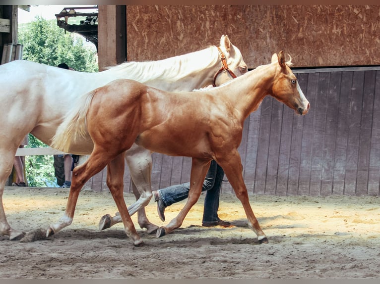 American Paint Horse Giumenta 1 Anno Palomino in Haldenwang