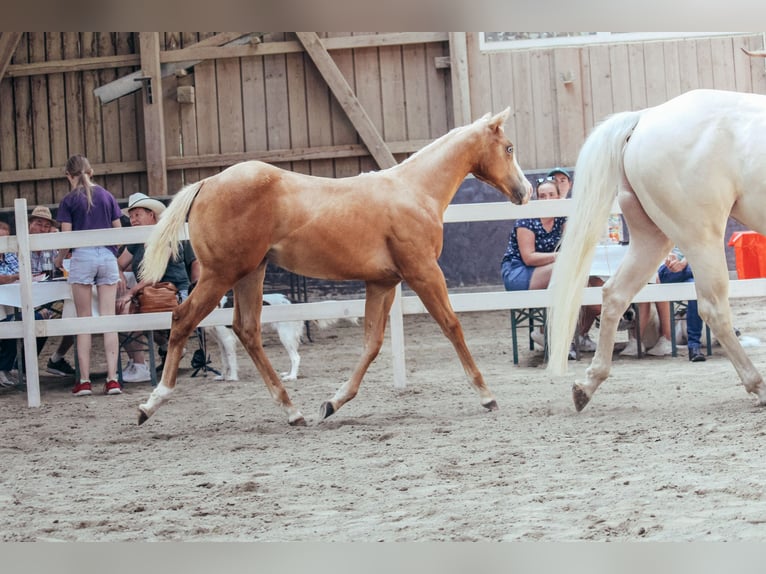 American Paint Horse Giumenta 1 Anno Palomino in Haldenwang