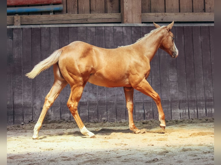 American Paint Horse Giumenta 1 Anno Palomino in Haldenwang