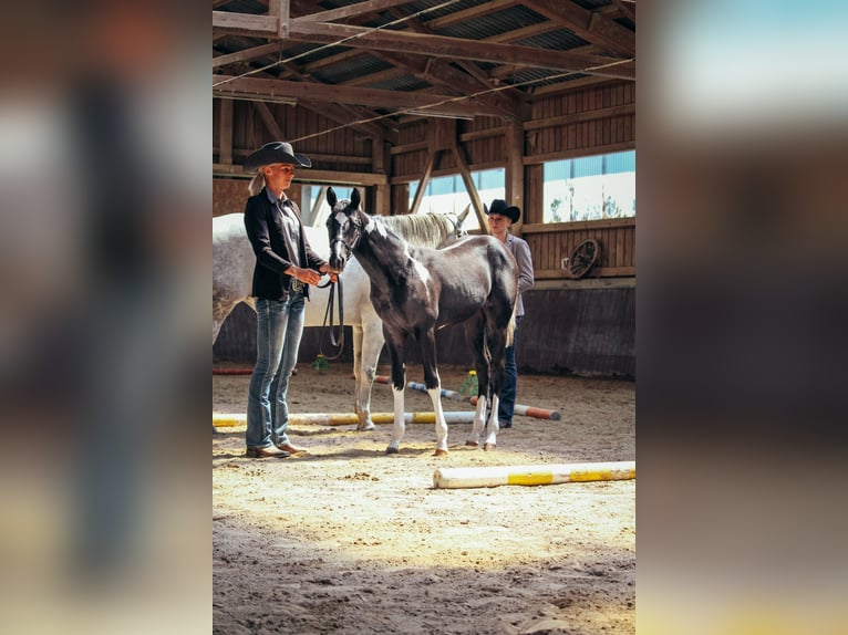 American Paint Horse Giumenta 1 Anno Pezzato in Haldenwang