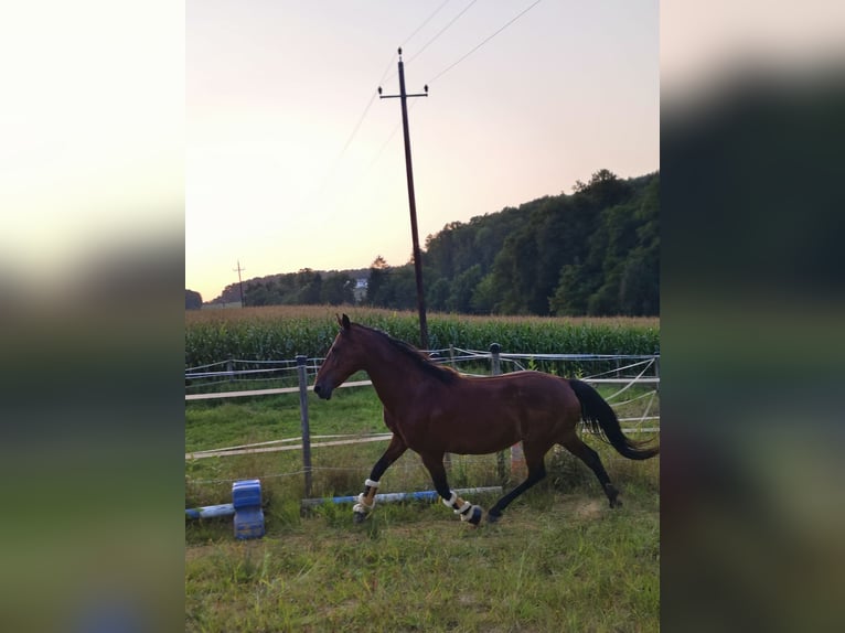 American Paint Horse Mix Giumenta 22 Anni 150 cm Baio in Wetzawinkel