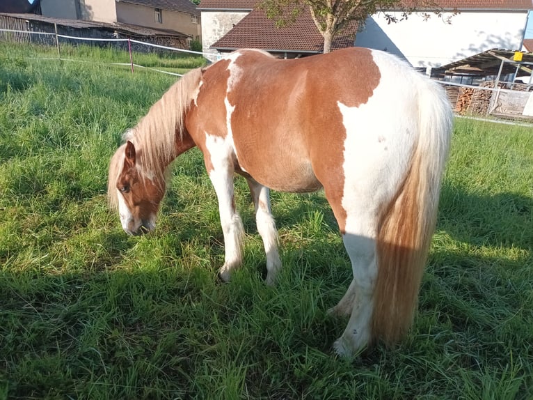 American Paint Horse Mix Giumenta 2 Anni 138 cm Tovero-tutti i colori in Bad Mergentheim