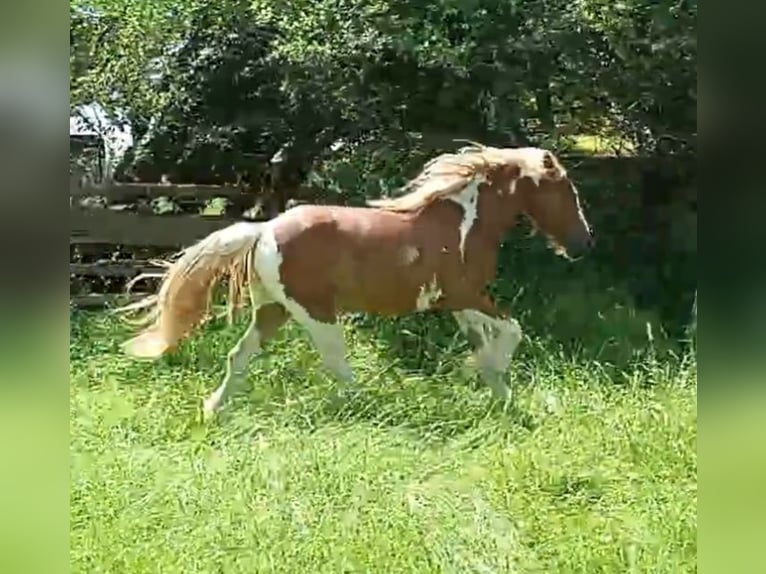 American Paint Horse Mix Giumenta 2 Anni 140 cm Tovero-tutti i colori in Bad Mergentheim