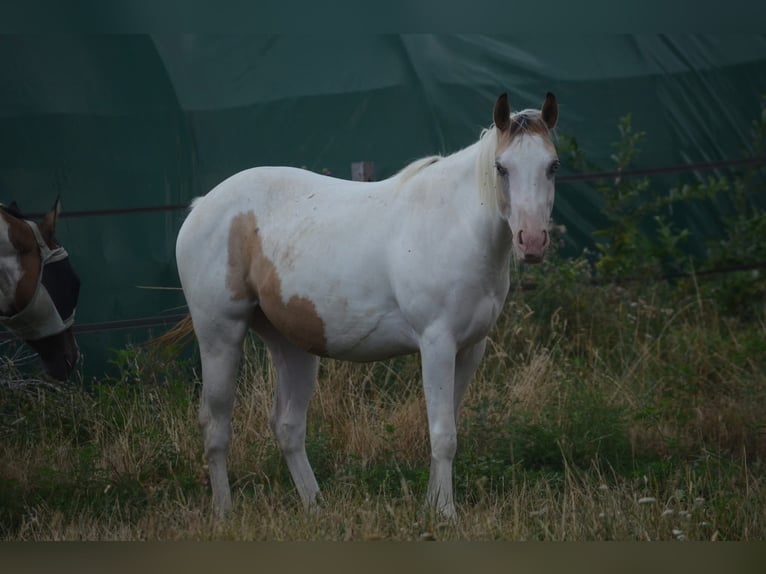 American Paint Horse Giumenta 2 Anni 141 cm Pelle di daino in Bossieu
