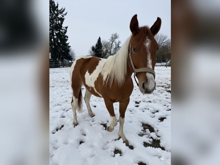 American Paint Horse Giumenta 2 Anni 145 cm  in Florstadt