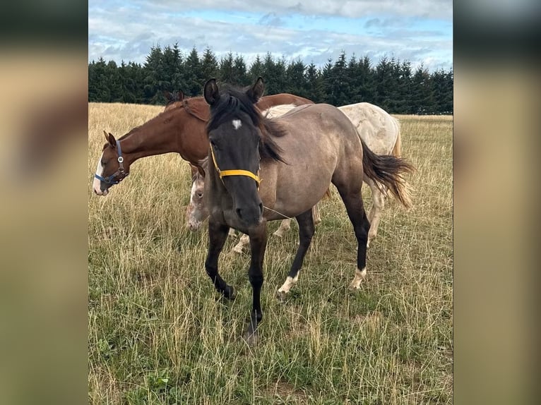 American Paint Horse Giumenta 2 Anni 146 cm Grullo in Daleiden