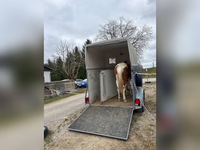 American Paint Horse Mix Giumenta 2 Anni 148 cm Tobiano-tutti i colori in Pesendorf