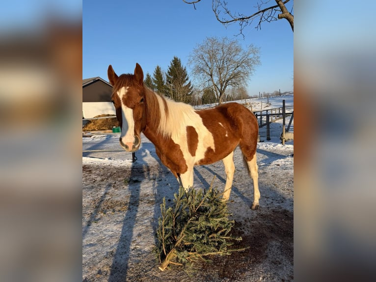American Paint Horse Mix Giumenta 2 Anni 148 cm Tobiano-tutti i colori in Pesendorf