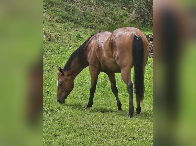 American Paint Horse Giumenta 2 Anni 150 cm Baio in Eggenthal