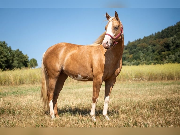 American Paint Horse Giumenta 2 Anni 150 cm Palomino in Aschaffenburg