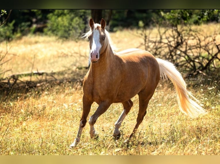 American Paint Horse Giumenta 2 Anni 150 cm Palomino in Aschaffenburg